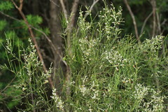Pale Currant-bush