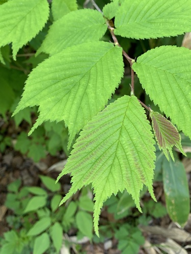 Ulmus laciniata (Herder) Mayr ex Schwapp.