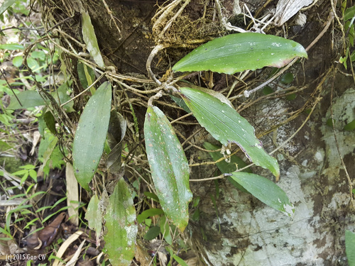 Hoya