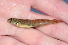 Etheostoma