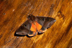 Thyas miniacea