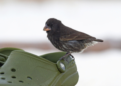 Geospiza conirostris