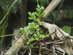Pachycentria glauca maingayi