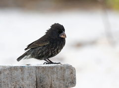 Geospiza conirostris