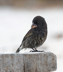 Geospiza conirostris