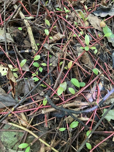 Pileostegia viburnoides iNat (3)