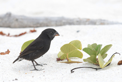 Geospiza conirostris