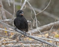 Geospiza conirostris