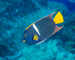 Holacanthus passer