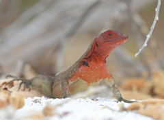 Microlophus delanonis