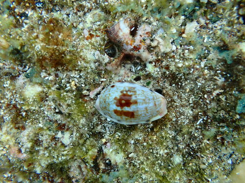 Talostolida pellucens, 2023-05-31