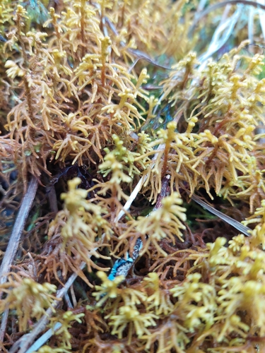 Mastigophora diclados observed 2023-06-01