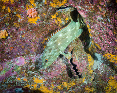 Epinephelus labriformis