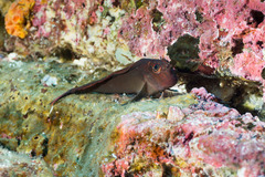 Ophioblennius steindachneri