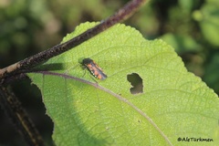 Oncometopia rufipennis