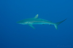 Carcharhinus falciformis