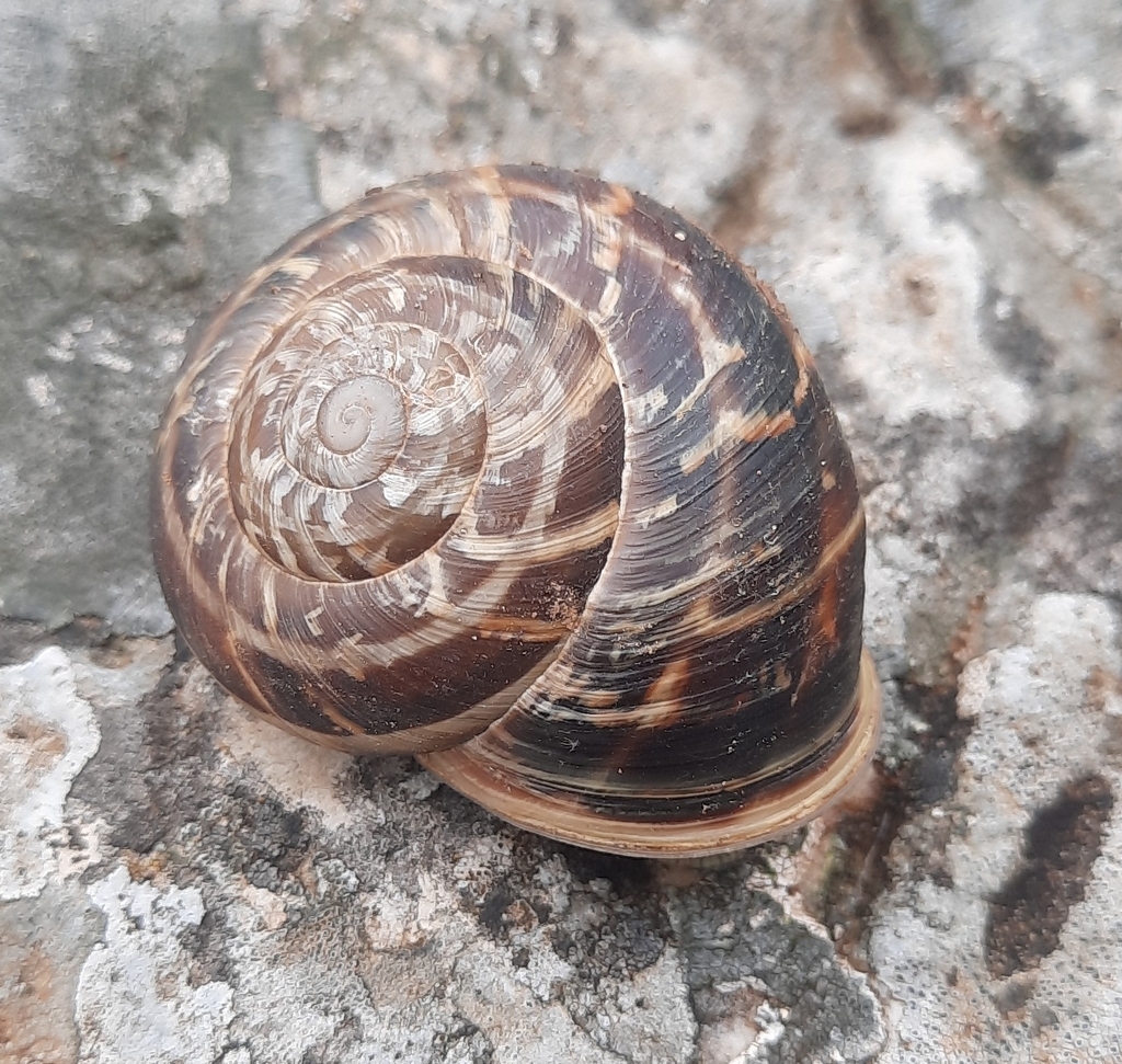 Codringtonia eucineta