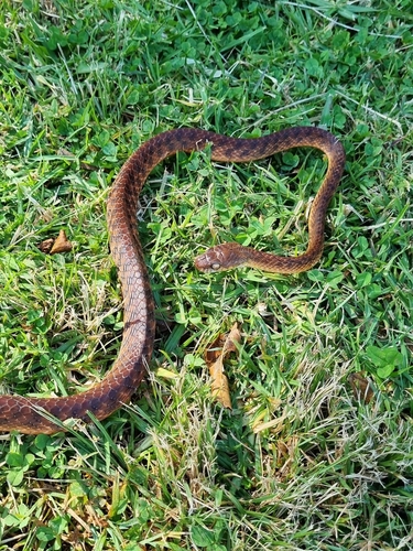 Brown Tree Snake sighting
