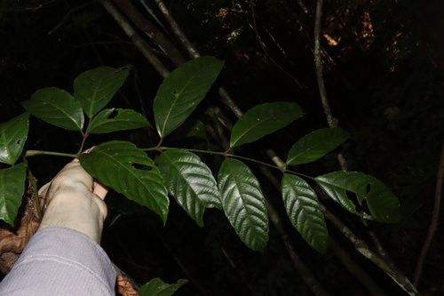 Image of Leea nova by (c) Thomas Mesaglio, some rights reserved (CC BY)