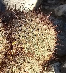 Mammillaria dioica