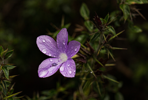 Barleria image