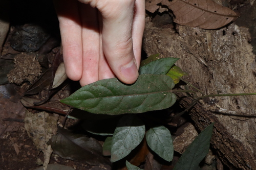 Image of Parsonsia velutina by (c) Thomas Mesaglio, some rights reserved (CC BY)