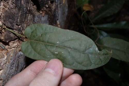 Image of Parsonsia velutina by (c) Thomas Mesaglio, some rights reserved (CC BY)