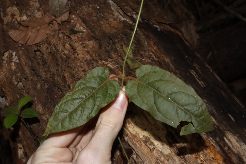 Image of Parsonsia velutina by (c) Thomas Mesaglio, some rights reserved (CC BY)