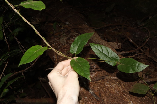 Image of Parsonsia velutina by (c) Thomas Mesaglio, some rights reserved (CC BY)