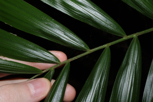 Image of Calamus australis by (c) Thomas Mesaglio, some rights reserved (CC BY)