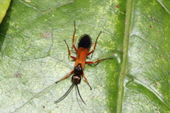 Priocnemis conformis