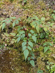 Astilbe longicarpa