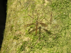 Austrolimnophila argus