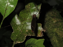 Austrotipula hudsoni