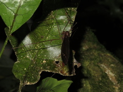 Austrotipula hudsoni