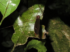 Austrotipula hudsoni