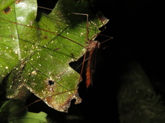 Austrotipula hudsoni