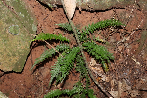 Rasp Fern (Blechnum medium)