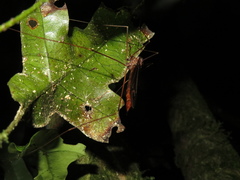 Austrotipula hudsoni