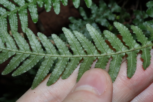 Image of Blechnum medium by (c) Thomas Mesaglio, some rights reserved (CC BY)