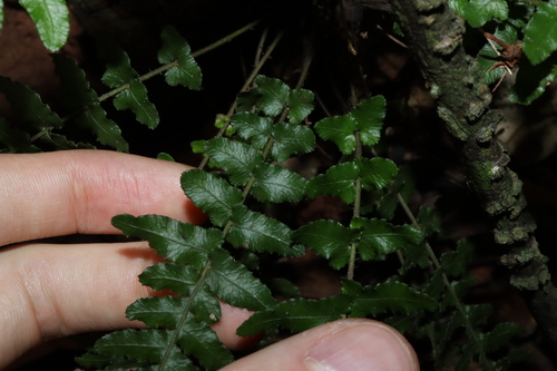 Image of Blechnum medium by (c) Thomas Mesaglio, some rights reserved (CC BY)