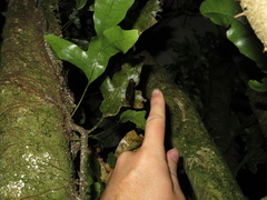 Austrotipula hudsoni