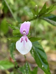 Dicliptera japonica