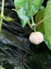 Cyclocodon lancifolius