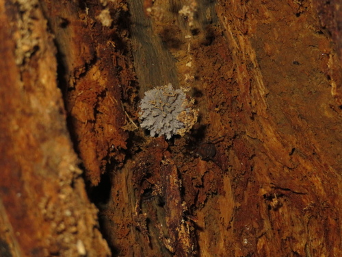 Coprinopsis laanii image