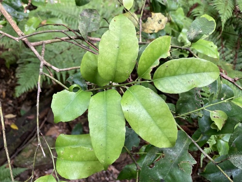 Ilex warburgii iNat (2)