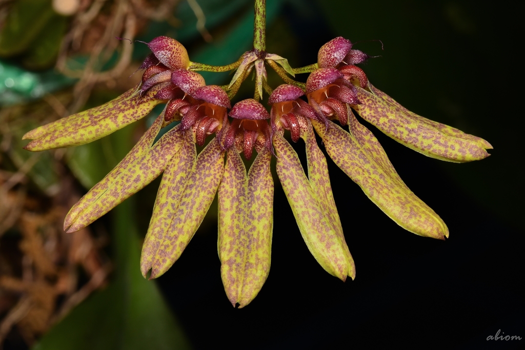 Bulbophyllum longiflorum (Bulbophyllum longiflorum)
