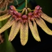 Bulbophyllum longiflorum - Photo (c) azhar ismail, algunos derechos reservados (CC BY-NC-SA)