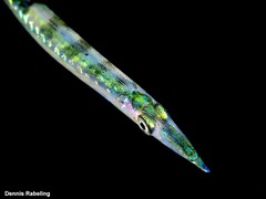 Yellowmouth Barracuda