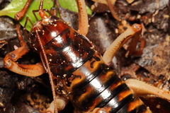 Hemideina